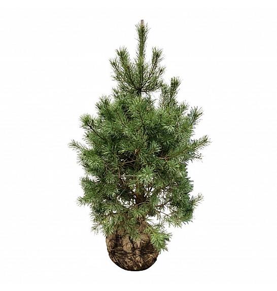 Pinus sylvestris bala 125-150 cm extra