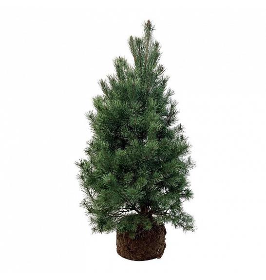 Pinus sylvestris bala 150-175 cm extra