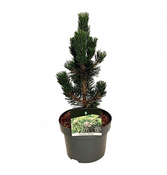 Pinus thunbergii Kotobuki C4 Lit. 30-40 cm
