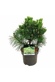 Pinus thunbergii Sayonara C4 Lit. 30-40 cm