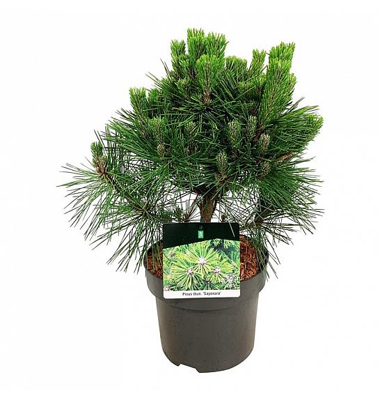 Pinus thunbergii Sayonara C4 Lit. 30-40 cm