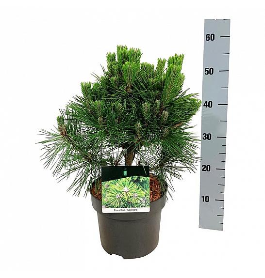 Pinus thunbergii Sayonara C4 Lit. 30-40 cm