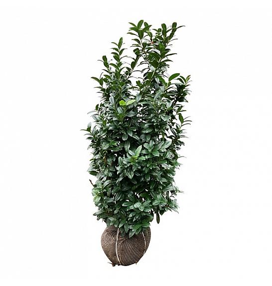 Prunus laurocerasus Bonaparte PBR bala 150-175 cm extra