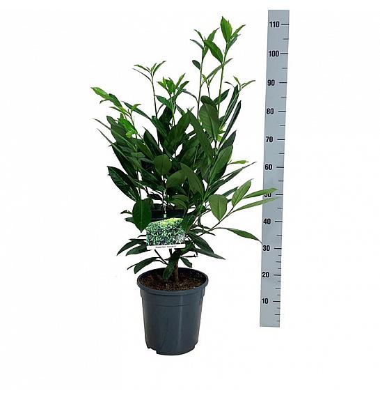 Prunus laurocerasus Caucasica C7 Lit. 60-80 cm