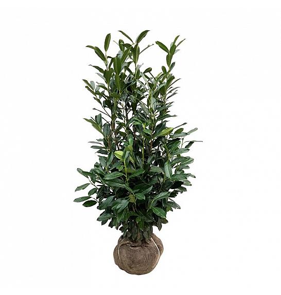 Prunus laurocerasus Elly bala 125-150 cm