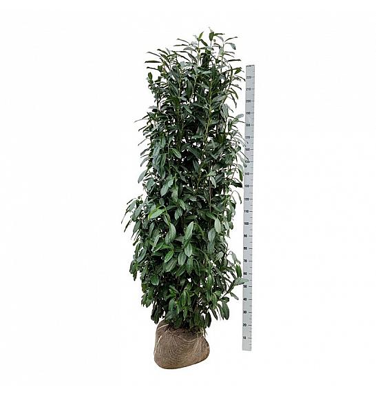 Prunus laurocerasus Etna C30 Lit. Na steblu 120 cm
