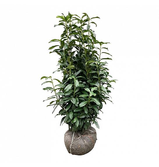 Prunus laurocerasus Genolia ® bala 100-125 cm