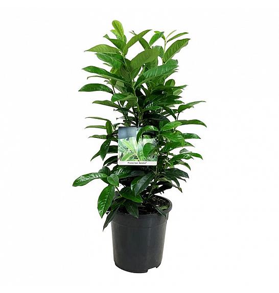 Prunus laurocerasus Genolia ® C7 Lit. 50-60 cm