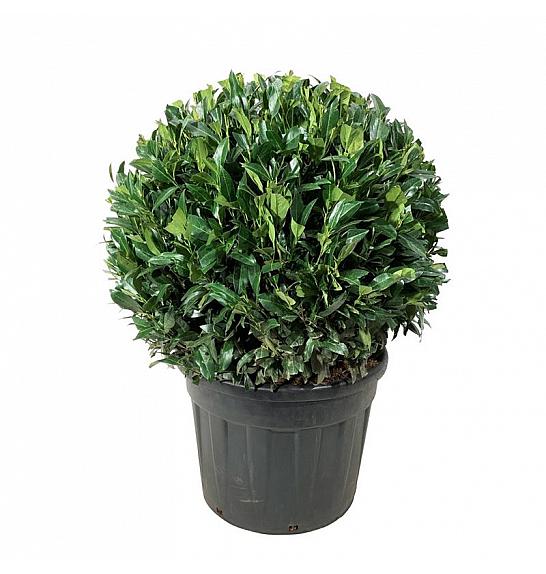 Prunus laurocerasus Herbergii C90 Lit. 80-90 cm; Krogla extra