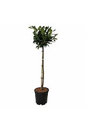Prunus laurocerasus Titan ® C15 Lit. Na steblu 90 cm