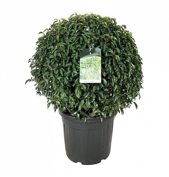 Prunus lusitanica Angustifolia C55 Lit. 80-90 cm; Krogla extra