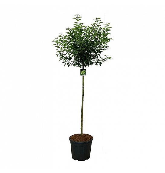 Prunus lusitanica Brenelia PBR C30 Lit. Na steblu 120 cm