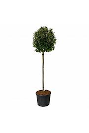 Prunus lusitanica Brenelia PBR C130 Lit. Na steblu 180 cm