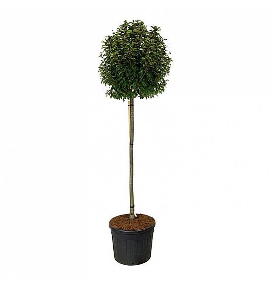 Prunus lusitanica Brenelia PBR C130 Lit. Na steblu 180 cm