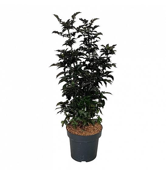 Sambucus nigra Black Tower C15 Lit. 80-100 cm