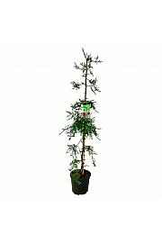Sequoia sempervirens Illa Martin C30 Lit. 175-200 cm extra