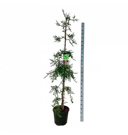 Sequoia sempervirens Illa Martin C30 Lit. 175-200 cm extra