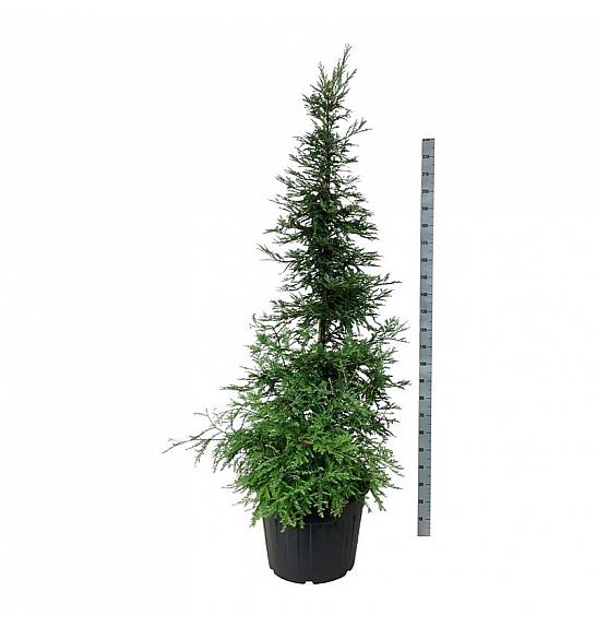 Sequoia sempervirens Illa Martin C90 Lit. 200-225 cm extra
