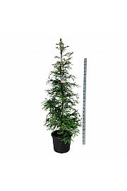 Sequoia sempervirens Illa Martin C55 Lit. 225-250 cm extra