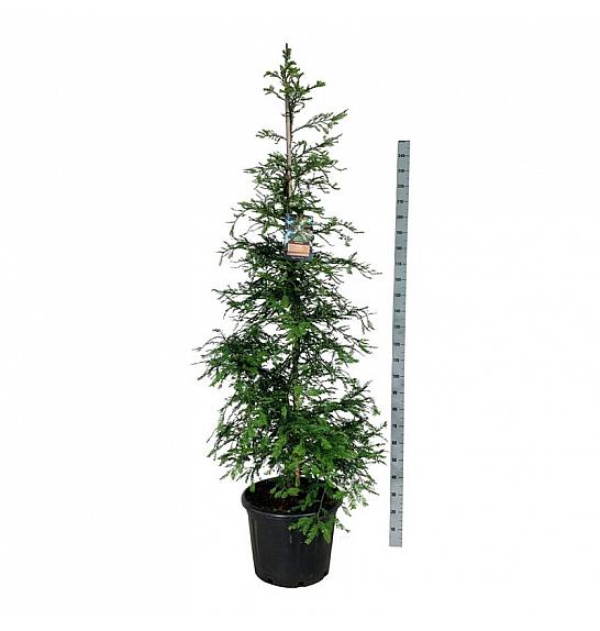 Sequoia sempervirens Illa Martin C55 Lit. 225-250 cm extra