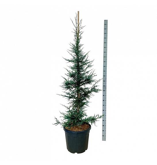 Sequoia sempervirens Lightning C55 Lit. 150-175 cm extra
