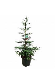 Sequoia sempervirens Steel Blue C55 Lit. 150-175 cm extra