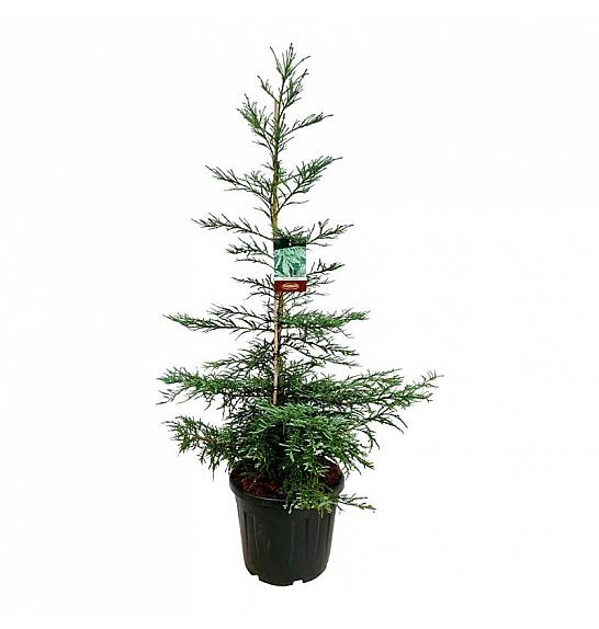 Sequoia sempervirens Steel Blue C55 Lit. 150-175 cm extra