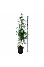 Sequoia sempervirens Winter Blue C30 Lit. 175-200 cm extra