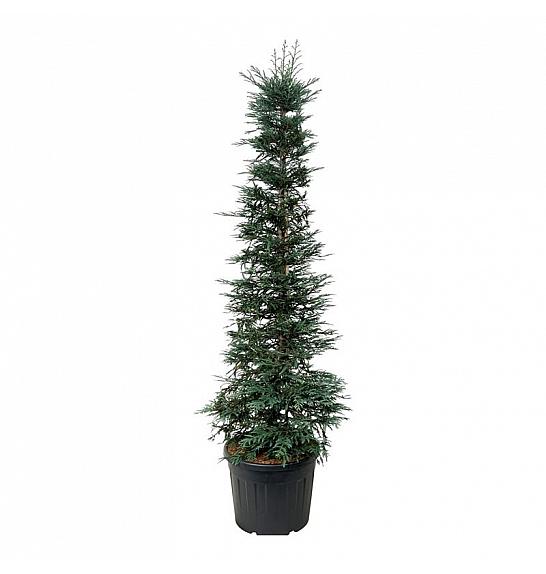 Sequoia sempervirens Xeno C90 Lit. 200-225 cm extra