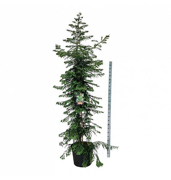Sequoia sempervirens Xeno C70 Lit. 250-300 cm extra
