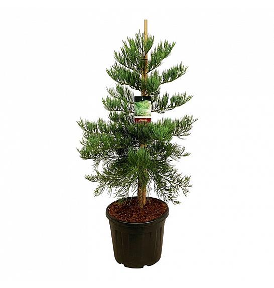 Sequoiadendron giganteum Healthy Mammoth Three C55 Lit. 100-125 cm extra