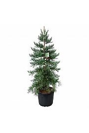 Sequoiadendron giganteum Healthy Mammoth Three C90 Lit. 175-200 cm extra