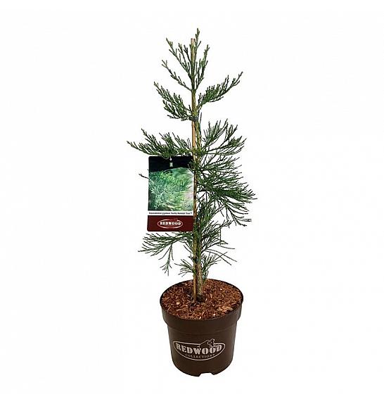 Sequoiadendron giganteum Healthy Mammoth Three C7,5 Lit. 60-80 cm
