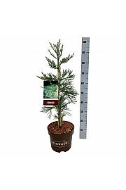 Sequoiadendron giganteum Healthy Mammoth Three C7,5 Lit. 60-80 cm