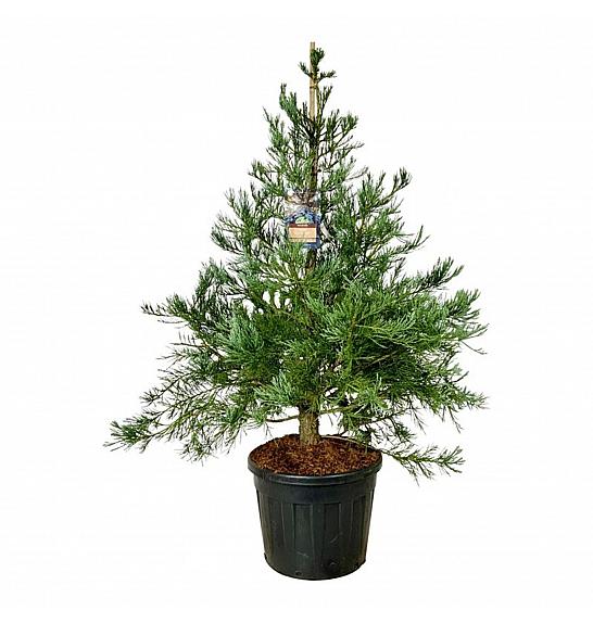 Sequoiadendron giganteum Healthy Mammoth One C90 Lit. 150-175 cm extra