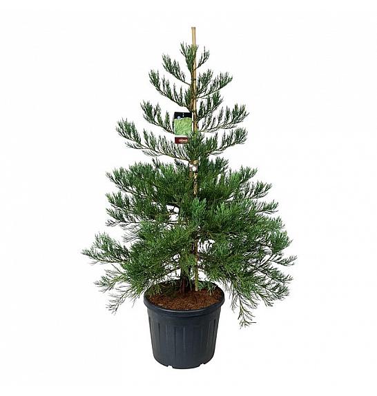 Sequoiadendron giganteum Healthy Mammoth Two C90 Lit. 150-175 cm extra