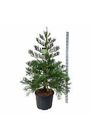 Sequoiadendron giganteum Healthy Mammoth Two C90 Lit. 150-175 cm extra