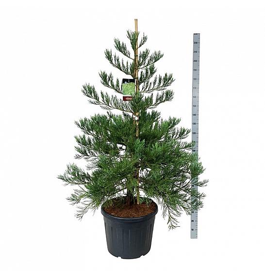 Sequoiadendron giganteum Healthy Mammoth Two C90 Lit. 150-175 cm extra