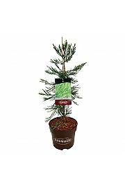 Sequoiadendron giganteum Healthy Mammoth Two C7,5 Lit. 60-80 cm