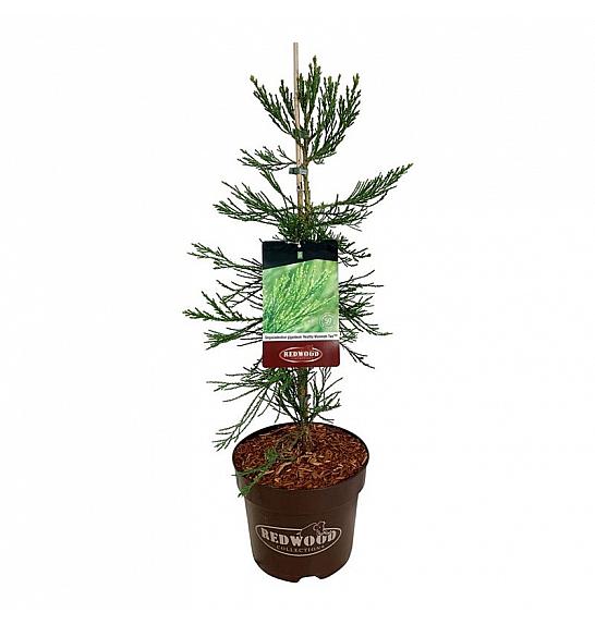 Sequoiadendron giganteum Healthy Mammoth Two C7,5 Lit. 60-80 cm
