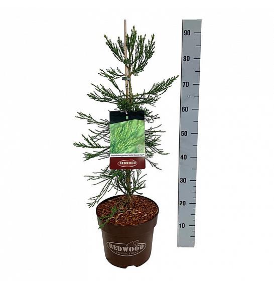 Sequoiadendron giganteum Healthy Mammoth Two C7,5 Lit. 60-80 cm