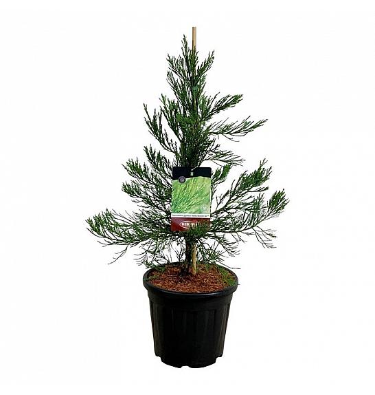 Sequoiadendron giganteum Healthy Mammoth Two C15 Lit. 60-80 cm