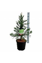 Sequoiadendron giganteum Healthy Mammoth Two C15 Lit. 60-80 cm