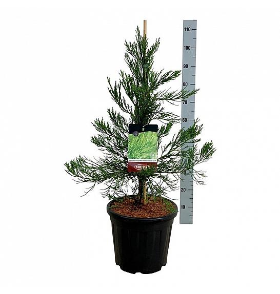Sequoiadendron giganteum Healthy Mammoth Two C15 Lit. 60-80 cm