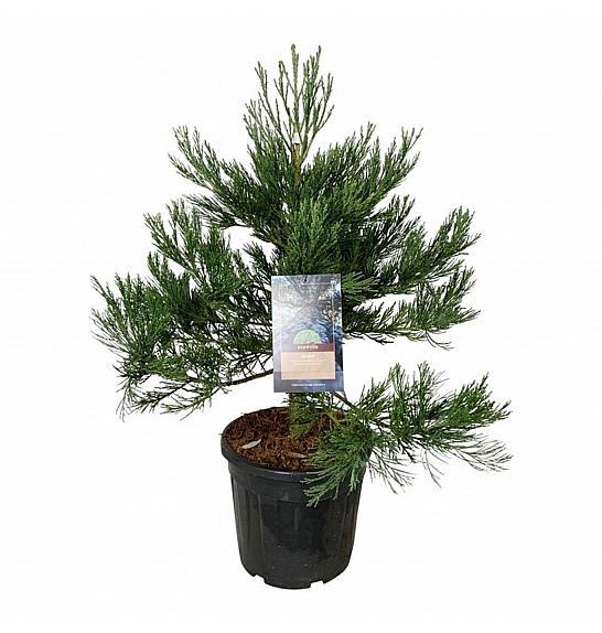 Sequoiadendron giganteum Healthy Mammoth Two C30 Lit. 80-100 cm extra