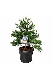 Sequoiadendron giganteum Healthy Mammoth Two C55 Lit. 80-100 cm extra