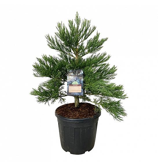 Sequoiadendron giganteum Healthy Mammoth Two C55 Lit. 80-100 cm extra
