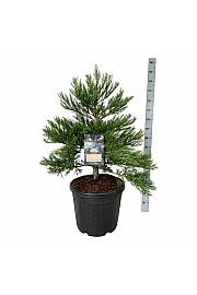 Sequoiadendron giganteum Healthy Mammoth Two C55 Lit. 80-100 cm extra