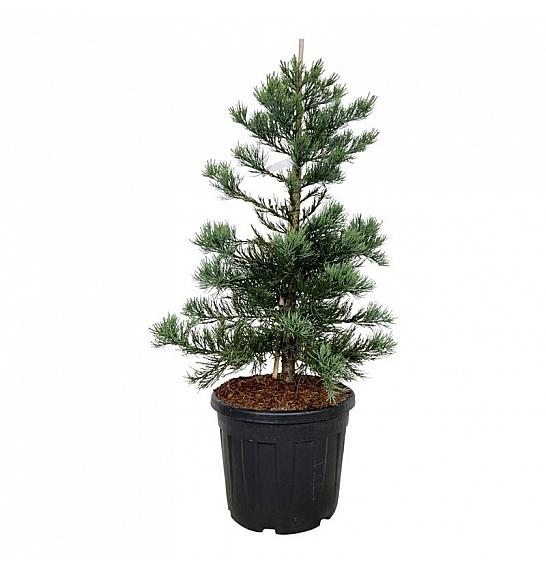 Sequoiadendron giganteum Glaucum C55 Lit. 100-125 cm extra