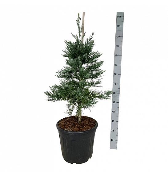 Sequoiadendron giganteum Glaucum C30 Lit. 80-100 cm extra